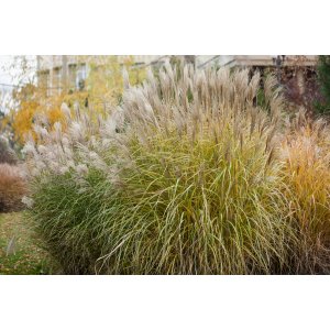 Ozdobnica čínska (Miscanthus sinensis) ´KLEINE FONTÄNE´ kont. C2L